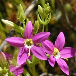 centaury