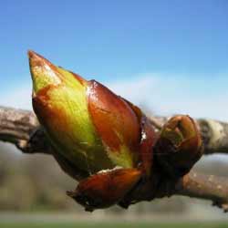 chestnut bud