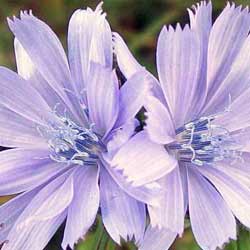 chicory