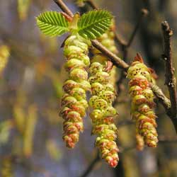 hornbeam