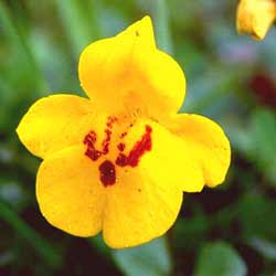 mimulus