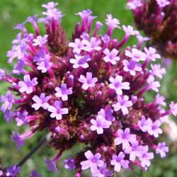 vervain